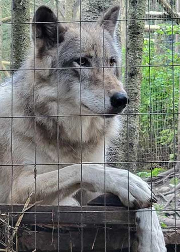 loup-quebec-1d8bbe89 image Loup Quebec 1d8bbe89